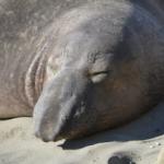 Cambria_0235 (November 04, 2012)